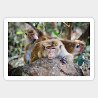 Monkeys / Swiss Artwork Photography Sticker